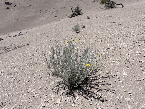 Senecio flaccidus flaccidus
