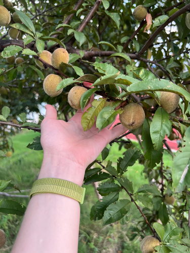 Peach