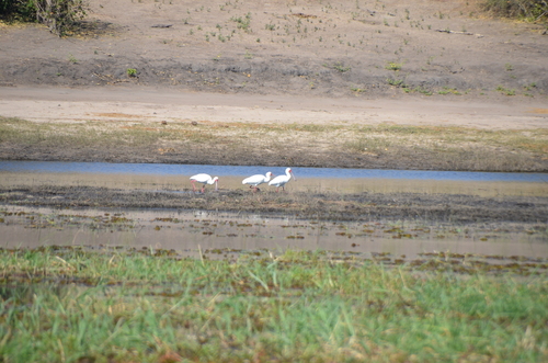 iNaturalist: (c) mnicodemus, some rights reserved (CC BY-NC) iNaturalist image
