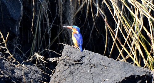 iNaturalist image