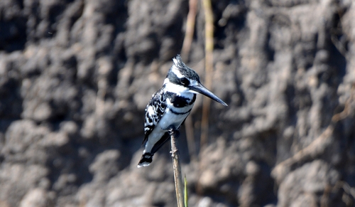 iNaturalist image