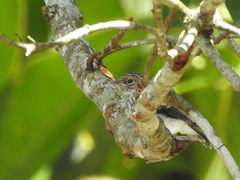 Muscicapa cassini image