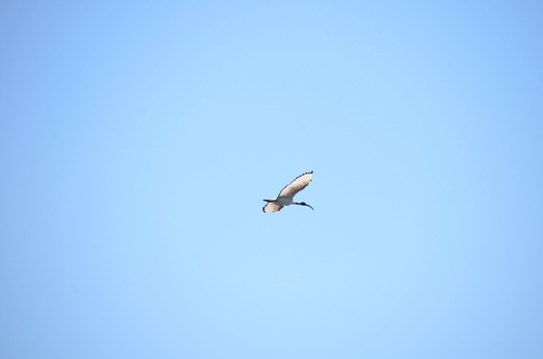 iNaturalist image