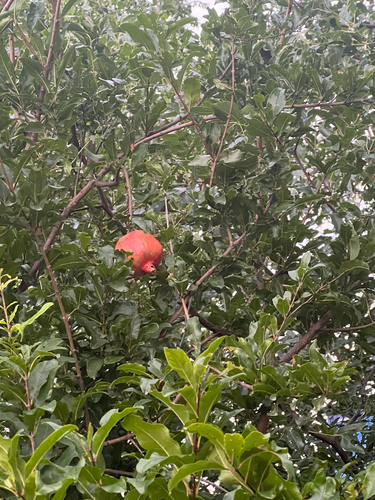 pomegranate