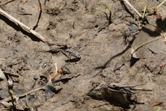 Cicindela repanda repanda