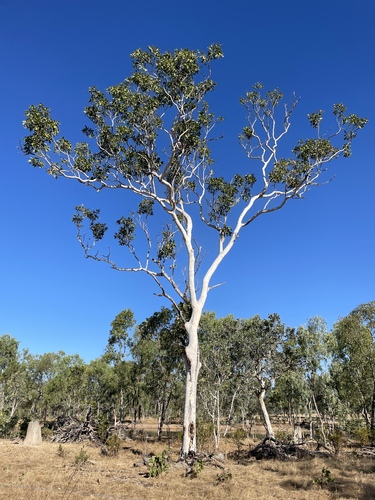 Corymbia grandifolia, 2026-07-02