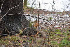 Sciurus vulgaris