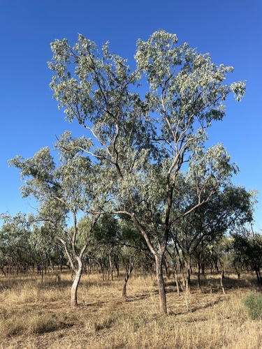 Eucalyptus microtheca observed 2026-07-02