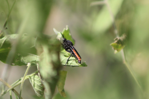 Ospriocerus