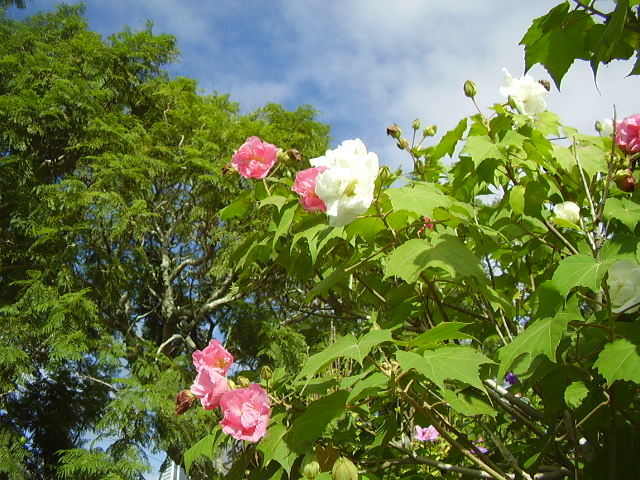 Changeable Rose-mallow (Hibiscus mutabilis) · iNaturalist