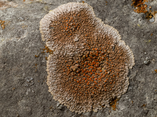 Squamulea galactophylla