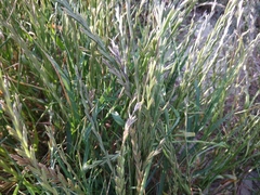 Lolium perenne