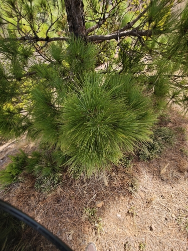 Pinus canariensis, photograph 5