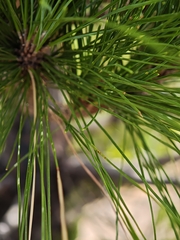 Pinus canariensis, photograph (c) Daniel Heras González, some rights reserved (CC BY)