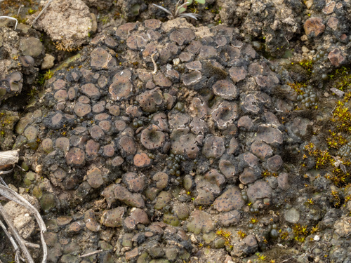 Brown Stipplescale Lichen