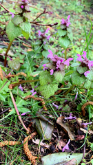 Lamium purpureum
