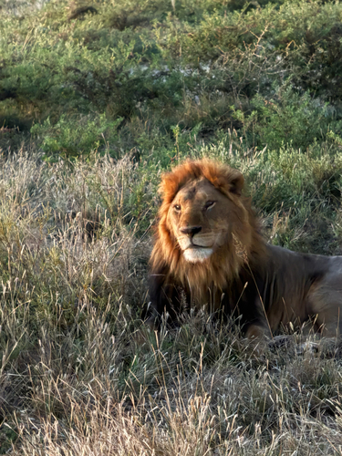 Southern Lion