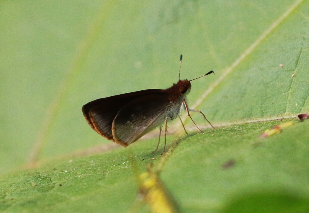 Nastra lurida