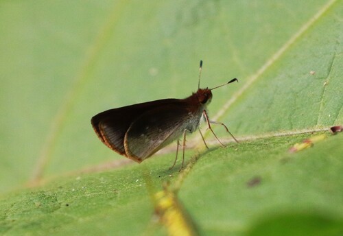 Nastra lurida