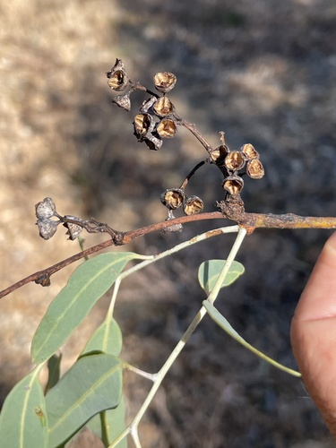 Eucalyptus microtheca observed 2026-07-04