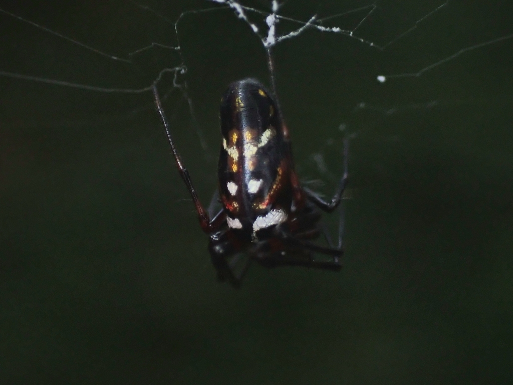 longjawed orb weavers