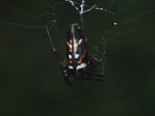 longjawed orb weavers