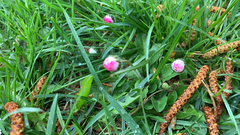 Bellis perennis