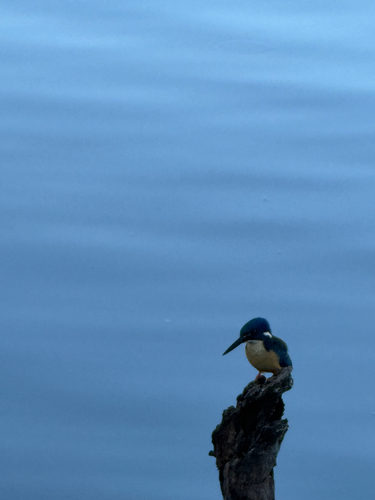 iNaturalist image