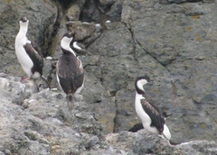 Leucocarbo bransfieldensis
