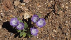 Phacelia curvipes
