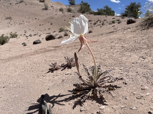 Oenothera cespitosa, photograph 2