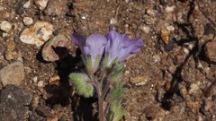 Phacelia curvipes