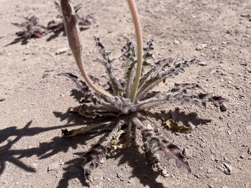 Oenothera cespitosa, photograph 3