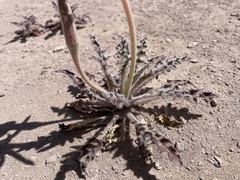 Oenothera cespitosa, photograph (c) Martin Purdy, some rights reserved (CC BY)