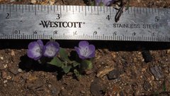 Phacelia curvipes