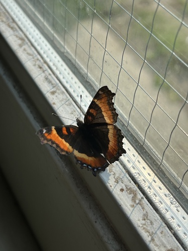 Milbert's Tortoiseshell