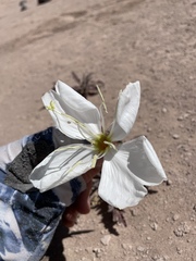 Oenothera cespitosa, photograph (c) Martin Purdy, some rights reserved (CC BY)