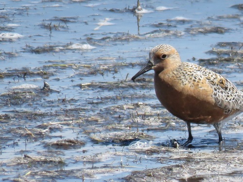 iNaturalist image