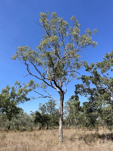 Eucalyptus tectifica observed 2026-07-04