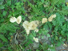 Smyrnium perfoliatum perfoliatum