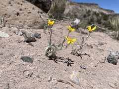 Tetraneuris argentea, photograph (c) Martin Purdy, some rights reserved (CC BY)