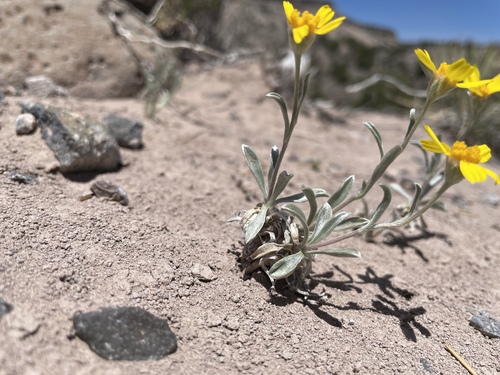 Tetraneuris argentea, photograph 6
