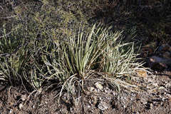 Agave schottii schottii