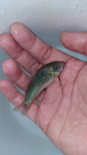 Corydoras aeneus observed 2026-07-23