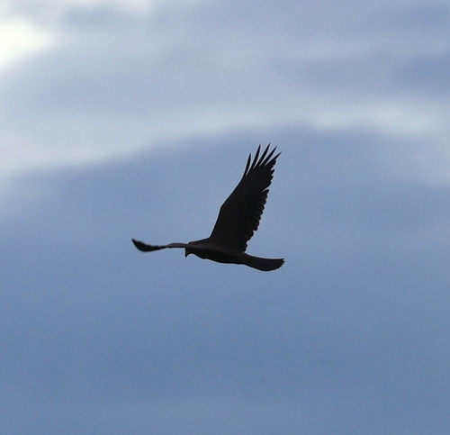 Eurasian Marsh Harrier
