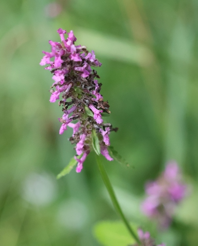 common hedge-nettle