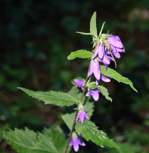 Nettle-leaved Bellflower