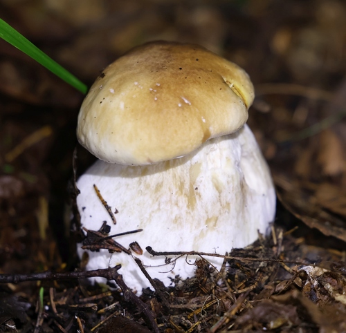 King Bolete