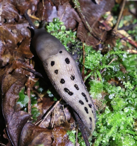 Ash-black Slug