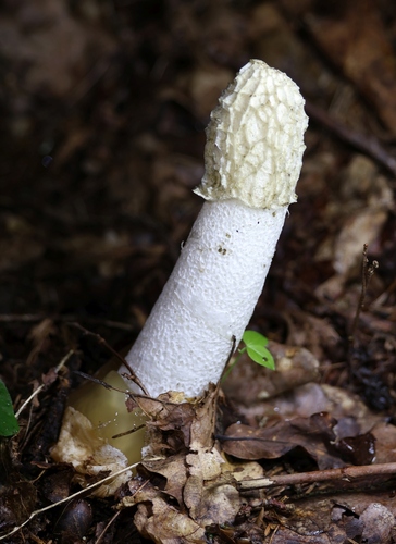common stinkhorn